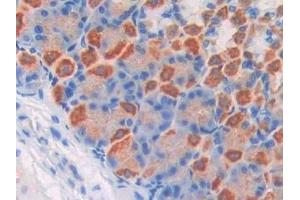 Detection of F5 in Mouse Stomach Tissue using Polyclonal Antibody to Coagulation Factor V (F5) (Coagulation Factor V Antikörper  (AA 1776-2028))