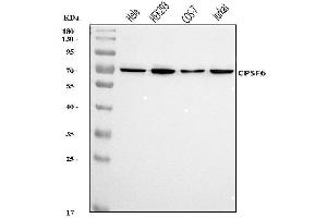 Western blot analysis of CPSF6 using anti-CPSF6 antibody (ABIN7601898).