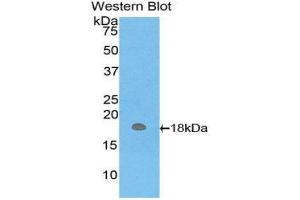 Western Blotting (WB) image for anti-Hemoglobin, mu (AA 13-141) antibody (ABIN1859127) (Hemoglobin, mu Antikörper  (AA 13-141))