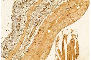 ABIN6264426 and ABIN6272879 at 1/100 staining Mouse muscle tissue by IHC-P. (PRKCDBP Antikörper  (Internal Region))
