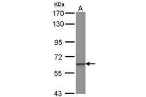 Image no. 1 for anti-Zinc Finger Protein 37A (ZNF37A) (AA 1-257) antibody (ABIN1501840) (ZNF37A Antikörper  (AA 1-257))
