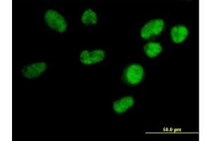 Immunofluorescence of purified MaxPab antibody to U2AF1L3 on HeLa cell. (Splicing factor U2AF 26 kDa subunit (U2AF1L4) (AA 1-202) Antikörper)