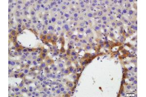 Formalin-fixed and paraffin embedded mouse liver labeled with Anti-Thrombopoietin Polyclonal Antibody, Unconjugated  and DAB staining. (Thrombopoietin Antikörper  (AA 21-120))
