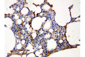 Anti-Aquaporin 5 antibody, IHC(P) IHC(P): Rat Lung Tissue Lysate