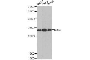 Western blot analysis of extracts of various cell lines, using CDK1 antibody. (CDK1 Antikörper  (AA 1-297))