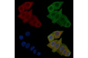 ABIN6263643 and ABIN6277805 staining Hela cells(24h of starvation treatment) by IF/ICC.