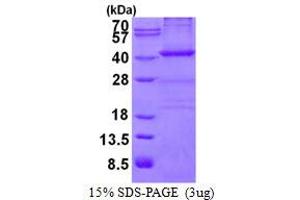 Image no. 1 for Nucleophosmin (Nucleolar phosphoprotein B23, Numatrin) (NPM1) protein (His tag) (ABIN1098300)