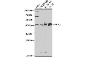 Western blot analysis of extracts of various cell lines using RCN2 Polyclonal Antibody at dilution of 1:1000.