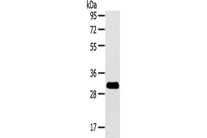 Gel: 8 % SDS-PAGE,Lysate: 40 μg,Primary antibody: ABIN7192139(RalA Antibody) at dilution 1/200 dilution,Secondary antibody: Goat anti rabbit IgG at 1/8000 dilution,Exposure time: 2 minutes (rala Antikörper)