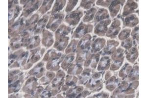 Detection of CTSF in Mouse Stomach Tissue using Polyclonal Antibody to Cathepsin F (CTSF)