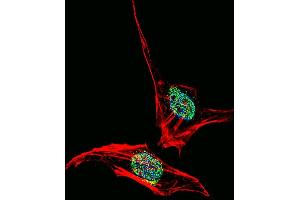 Fluorescent confocal image of Hela cell stained with EN2 Antibody (C-term) (ABIN391665 and ABIN2841574). (EN2 Antikörper  (C-Term))