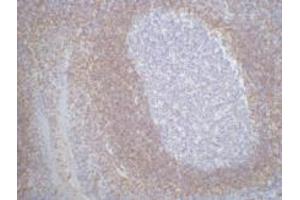 Immunohistochemistry (IHC) staining of Human Tonsil Tissue paraffin-embedded, diluted at 1:200.