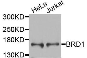 Western blot analysis of extracts of various cells, using BRD1 antibody. (BRD1 Antikörper)