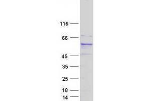 Validation with Western Blot (ATL1 Protein (Transcript Variant 1) (Myc-DYKDDDDK Tag))