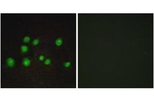 Immunofluorescence (IF) image for anti-Transcription Elongation Factor B Polypeptide 3B (Elongin A2) (TCEB3B) (AA 101-150) antibody (ABIN2889989) (TCEB3B Antikörper  (AA 101-150))