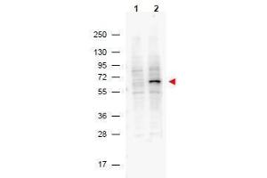 Western Blotting (WB) image for anti-Programmed Cell Death 4 (PDCD4) (pSer457) antibody (ABIN400797) (PDCD4 Antikörper  (pSer457))