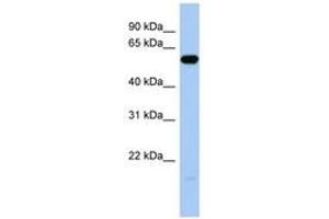 Image no. 1 for anti-Immunoglobulin-Like Domain Containing Receptor 1 (ILDR1) (C-Term) antibody (ABIN6743876) (ILDR1 Antikörper  (C-Term))
