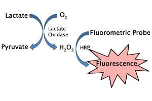 Image no. 1 for Lactate Assay Kit (Fluorometric) (ABIN5067558)