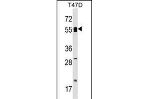 POLA2 Antibody (Center) (ABIN1538087 and ABIN2848932) western blot analysis in T47D cell line lysates (35 μg/lane). (POLA2 Antikörper  (AA 212-240))