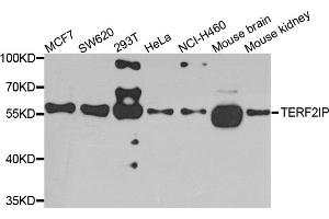 Western blot analysis of extracts of various cell lines, using TERF2IP antibody. (RAP1 Antikörper)