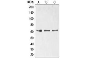 Western blot analysis of ELK1 (pS389) expression in HT29 (A), HeLa (B), Jurkat (C) whole cell lysates. (ELK1 Antikörper  (C-Term, pSer389))