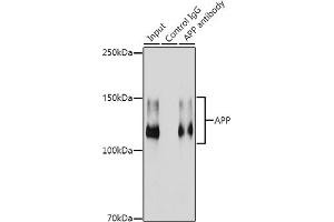 Immunoprecipitation (IP) image for anti-Amyloid beta (A4) Precursor Protein (APP) antibody (ABIN7265575)