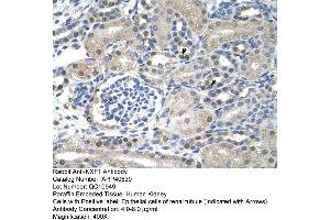 Rabbit Anti-NXF1Antibody  Paraffin Embedded Tissue: Human Kidney Cellular Data: Epithelial cells of renal tubule Antibody Concentration: 4. (NXF1 Antikörper  (N-Term))
