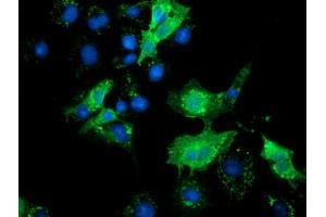 Anti-SLFNL1 mouse monoclonal antibody (ABIN2453653) immunofluorescent staining of COS7 cells transiently transfected by pCMV6-ENTRY SLFNL1 (RC205566). (Schlafen-Like 1 Antikörper)