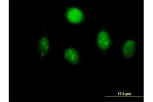 Immunofluorescence of  purified  MaxPab antibody to MYST2 on HeLa cell. (MYST2 Antikörper  (AA 1-611))