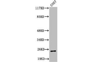 Western Blot analysis of COS7 cells using Cleaved-Integrin α7 LC (E959) Polyclonal Antibody (ITGA7 Antikörper  (Cleaved-Glu959))