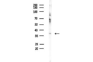 Western blot analysis of lysates from Mouse brain, using OR4Q3 Antibody at 1/1000 dilution.