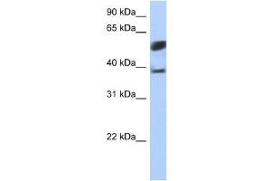 SPOPL antibody used at 5 ug/ml to detect target protein.