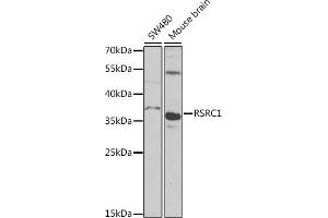 Western blot analysis of extracts of various cell lines, using RSRC1 antibody (ABIN6131423, ABIN6147283, ABIN6147284 and ABIN6223040) at 1:1000 dilution.