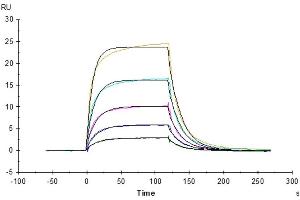 Surface Plasmon Resonance (SPR) image for Fc Receptor, IgG, High Affinity I (FCGR1) (AA 25-297) protein (His tag) (ABIN7274674)