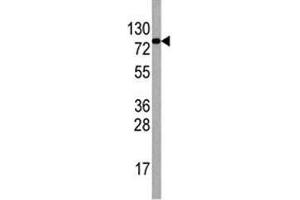 Western blot analysis of EIF4B antibody antibody and HepG2 lysate. (EIF4B Antikörper  (AA 353-382))