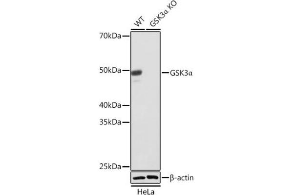 GSK3 alpha Antikörper
