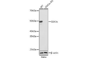Western blot analysis of extracts from wild type (WT) and GSK3α knockout (KO) HeLa cells, using GSK3α antibody (ABIN7267467) at 1:1000 dilution. (GSK3 alpha Antikörper)