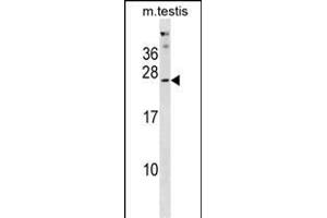 PHOSPHO2 Antibody (N-term) (ABIN1881652 and ABIN2838651) western blot analysis in mouse testis tissue lysates (35 μg/lane).
