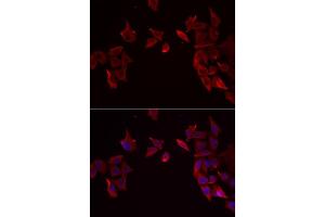 Immunofluorescence analysis of MCF-7 cells using RAMP3 antibody (ABIN5974058).