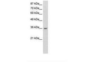 Image no. 2 for anti-Heterogeneous Nuclear Ribonucleoprotein A1 (HNRNPA1) (N-Term) antibody (ABIN6736247)