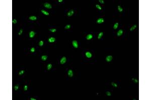Immunofluorescence (IF) image for anti-Synaptotagmin Binding, Cytoplasmic RNA Interacting Protein (SYNCRIP) antibody (ABIN7127546)