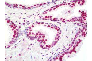 Anti-NONO / P54NRB antibody IHC staining of human prostate.