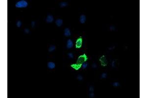 Anti-ENPEP mouse monoclonal antibody (ABIN2455387) immunofluorescent staining of COS7 cells transiently transfected by pCMV6-ENTRY ENPEP (RC210521). (ENPEP Antikörper)