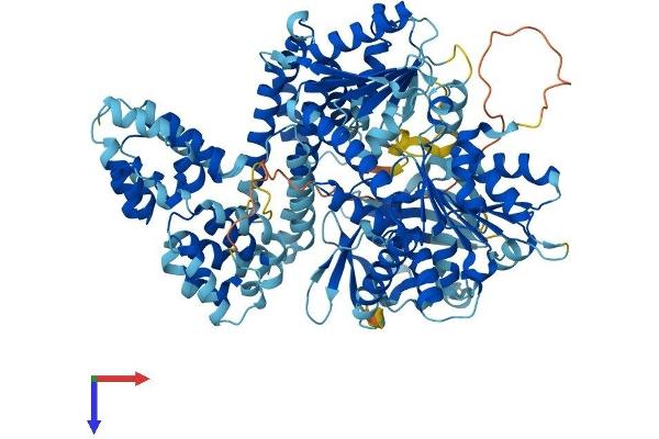 DDX58 Protein (AA 1-925) (His tag)