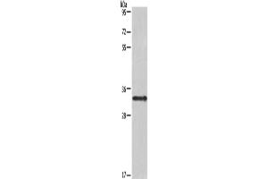 Western Blotting (WB) image for anti-Interleukin 1 alpha (IL1A) antibody (ABIN2428275) (IL1A Antikörper)