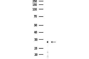 anti-Forkhead Box R1 (FOXR1) (C-Term) antibody