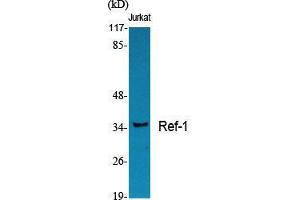 Western Blot (WB) analysis of specific cells using Ref-1 Polyclonal Antibody. (APEX1 Antikörper  (Internal Region))