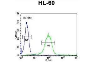 CHST2 Antibody (Center) flow cytometric analysis of HL-60 cells (right histogram) compared to a negative control cell (left histogram). (CHST2 Antikörper  (Middle Region))