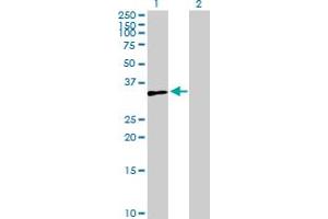 Western Blot analysis of ZNF75A expression in transfected 293T cell line by ZNF75A MaxPab polyclonal antibody. (ZNF75A Antikörper  (AA 1-296))