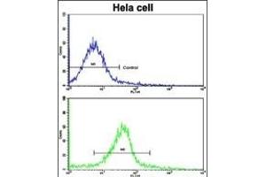 Flow cytometric analysis of hela cells using GLRX2 Antibody (C-term )(bottom histogram) compared to a negative control cell (top histogram). (Glutaredoxin 2 Antikörper  (C-Term))